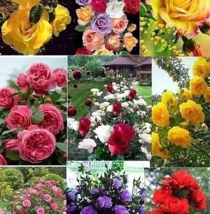 Meet your Posher, Morale